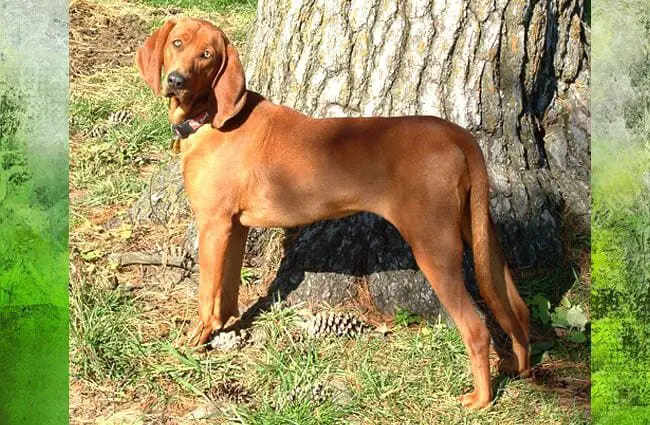 Beautiful Redbone Coonhound posing for a picPhoto by: Amy Lawsonhttps://creativecommons.org/licenses/by-sa/3.0/deed.en