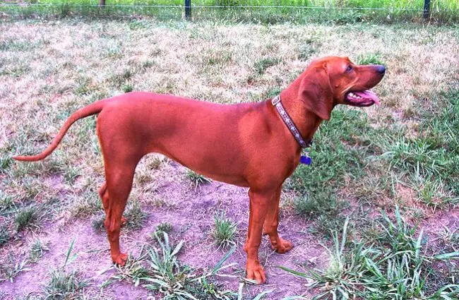 Portrait of a Redbone Coonhound 