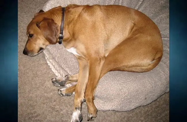 Redbone Coonhound - Naptime! Photo by: Dan Harrelson https://creativecommons.org/licenses/by/2.0/ 
