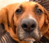 Closeup Of A Redbone Coonhound&#039;S Loving Face Photo By: Chess Https://Creativecommons.org/Licenses/By/2.0/
