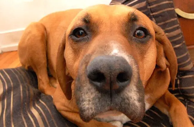 Closeup of a Redbone Coonhound&#039;s loving face Photo by: Chess https://creativecommons.org/licenses/by/2.0/