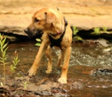 Rhodesian Ridgeback Puppy Playing At The River