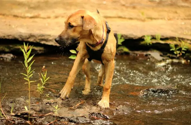 Rhodesian Ridgeback puppy playing at the river