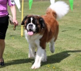 Saint Bernard In The Show Ringphoto By: Marcia O&#039;Connorhttps://Creativecommons.org/Licenses/By-Nc/2.0/