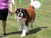 Saint Bernard in the show ringPhoto by: Marcia O'Connorhttps://creativecommons.org/licenses/by-nc/2.0/