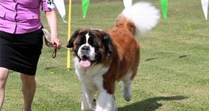 Saint Bernard in the show ringPhoto by: Marcia O'Connorhttps://creativecommons.org/licenses/by-nc/2.0/
