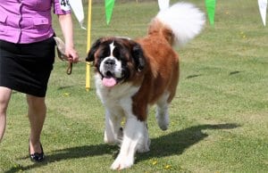 Saint Bernard in the show ringPhoto by: Marcia O'Connorhttps://creativecommons.org/licenses/by-nc/2.0/