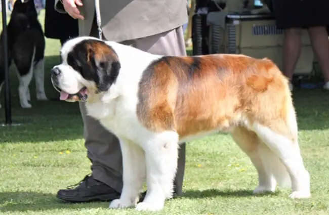 Beautiful Saint Bernard in the show ring Photo by: Marcia O&#039;Connor https://creativecommons.org/licenses/by-nc/2.0/
