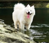 Samoyed Dog Wading In The Water