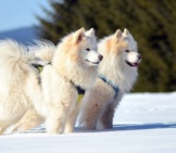 A Pair Of Samoyed Dogs Ready For A Day In The Snow