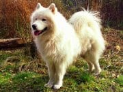 Portrait of a beautiful Samoyed