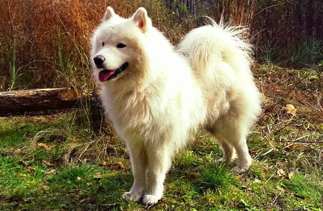 Portrait of a beautiful Samoyed