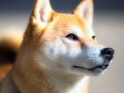 Shiba Inu in profile