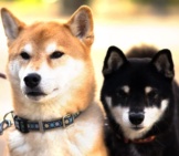 A Pair Of Shiba Inu Dogs