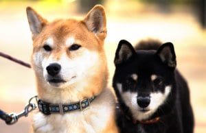 A pair of Shiba Inu dogs