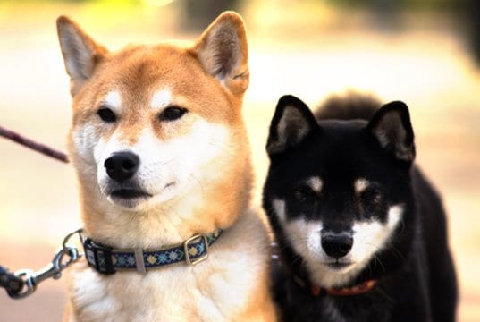 A pair of Shiba Inu dogs