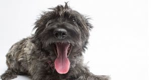 Shaggy Skye Terrier selfie!Photo by: The.Rohithttps://creativecommons.org/licenses/by-nc/2.0/