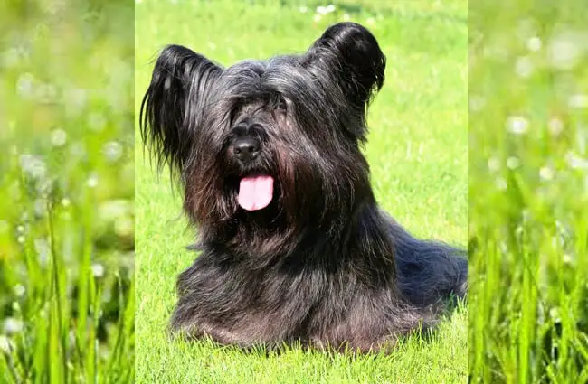Skye Terrier posing in the park Photo by: (c) CaptureLight www.fotosearch.com