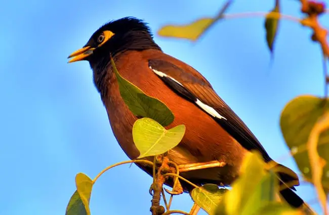 Птица Мина - вид скворца Фото: Sandeep Handa, Pixabay 