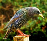 Common Starling (Also Called &Quot;European&Quot; Starling)Photo By: Skeeze, Pixabay