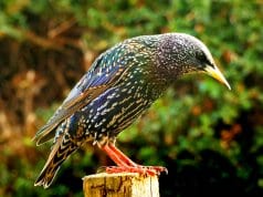 Common Starling (also called "European" Starling)Photo by: Skeeze, Pixabay