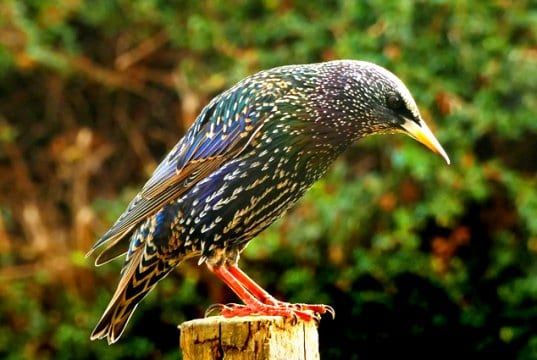 Common Starling (also called "European" Starling)Photo by: Skeeze, Pixabay