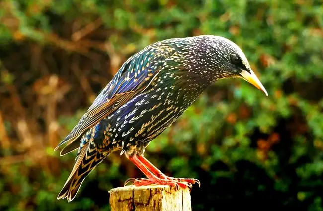 Common Starling (also called &quot;European&quot; Starling)Photo by: Skeeze, Pixabay