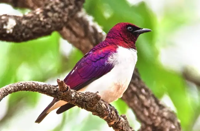 Violet-backed, or Amethyst Starling Photo by: Brian Ralphs https://creativecommons.org/licenses/by/2.0/