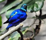 Golden-Breasted Starling Photo By: Heather Paul Https://Creativecommons.org/Licenses/By/2.0/