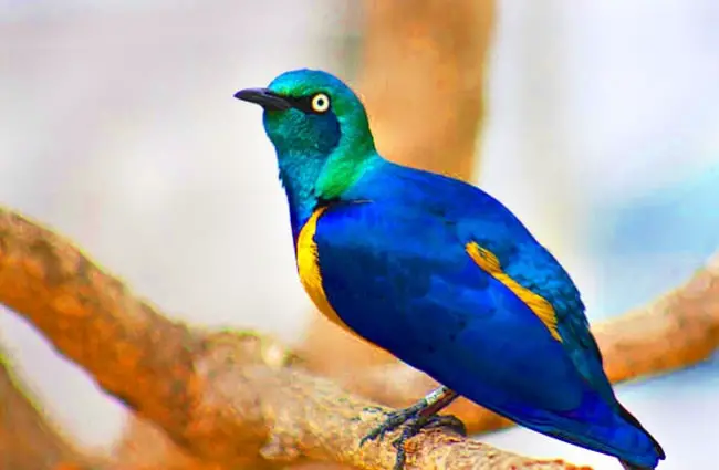Golden-breasted Starling Photo by: Gail Nelson, Pixabay
