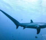 The Thresher Shark&#039;S Tail Is Used As A Weapon In Hunting. Photo By: Rafn Ingi Finnsson Https://Creativecommons.org/Licenses/By-Nc-Sa/2.0/