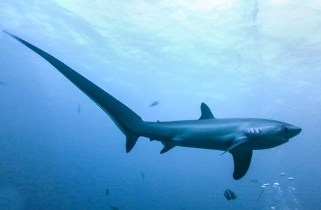 The Thresher Shark&#039;s tail is used as a weapon in hunting. Photo by: Rafn Ingi Finnsson https://creativecommons.org/licenses/by-nc-sa/2.0/