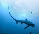 Thresher Shark In Relatively Shallow Watersphoto By: Rafn Ingi Finnssonhttps://Creativecommons.org/Licenses/By-Nc-Sa/2.0/