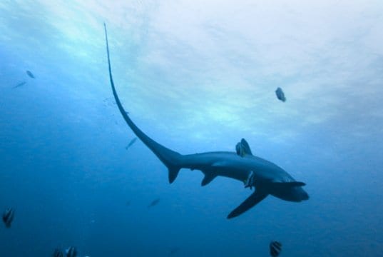 Thresher Shark in relatively shallow watersPhoto by: Rafn Ingi Finnssonhttps://creativecommons.org/licenses/by-nc-sa/2.0/