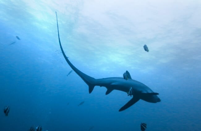 Thresher Shark in relatively shallow watersPhoto by: Rafn Ingi Finnssonhttps://creativecommons.org/licenses/by-nc-sa/2.0/