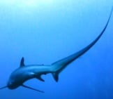 Thresher Shark Swimming In The Ocean Photo By: Rafn Ingi Finnsson Https://Creativecommons.org/Licenses/By-Nc-Sa/2.0/