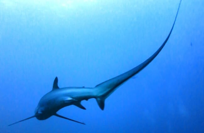 Thresher Shark swimming in the ocean Photo by: Rafn Ingi Finnsson https://creativecommons.org/licenses/by-nc-sa/2.0/
