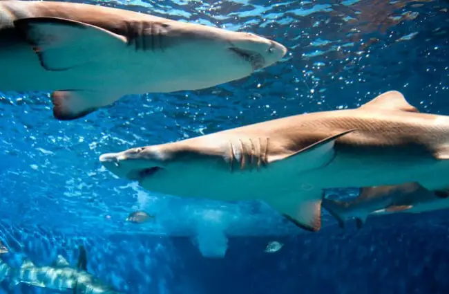 Тигровые акулы рыскают. Фото: Морской аквариум в Норуолке https://creativecommons.org/licenses/by/2.0/