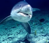 Smalltooth Sand Tiger Shark In The Wildphoto By: Noaa Office Of Ocean Exploration And Researchhttps://Creativecommons.org/Licenses/By/2.0/