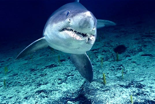 Smalltooth Sand Tiger Shark in the wildPhoto by: NOAA Office of Ocean Exploration and Researchhttps://creativecommons.org/licenses/by/2.0/
