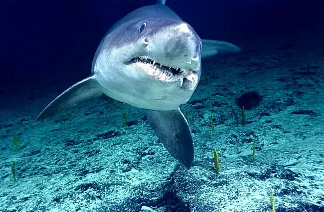 Малозубая песчаная тигровая акула в дикой природеФото: Управление океанических исследований NOAAhttps://creativecommons.org/licenses/by/2.0/