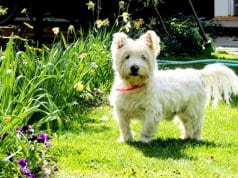 Beautiful West Highland White Terrier