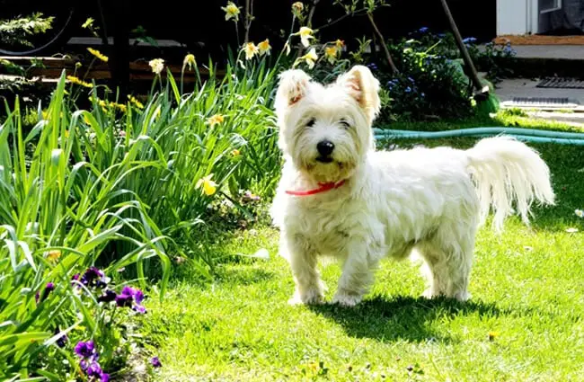 Beautiful West Highland White Terrier