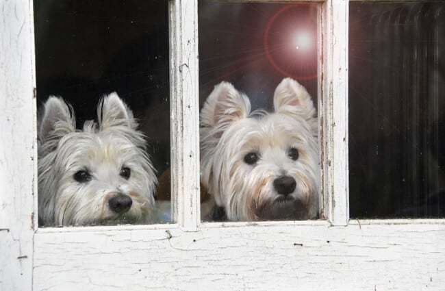 Twin Westies! West Highland White Terrier Photo by: James_Seattle https://creativecommons.org/licenses/by/2.0/