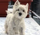 West Highland White Terrier In The Snow Photo By: « R☼Wεnα » Https://Creativecommons.org/Licenses/By/2.0/