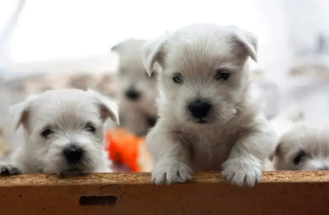 West Highland White Terrier puppies Photo by: ssopach https://creativecommons.org/licenses/by/2.0/