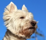 Closeup Of A Cute West Highland White Terrier