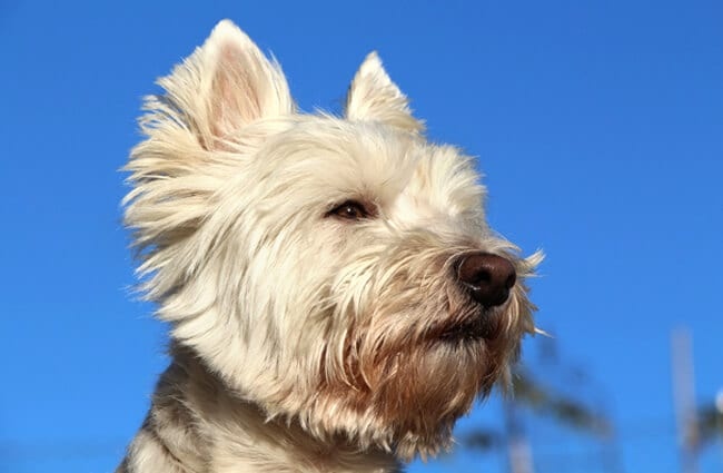 Closeup of a cute West Highland White Terrier