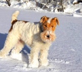 Wire Fox Terrier Ready For Play In The Snow Photo By: Ahln Https://Creativecommons.org/Licenses/By/2.0/