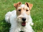 Wire Fox Terrier selfie!Photo by: AHLNhttps://creativecommons.org/licenses/by/2.0/